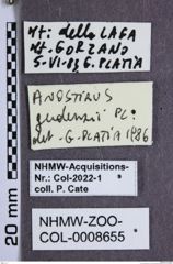 Etiketten zu Anostirus gudenzii (NHMW-ZOO-COL-0008655)